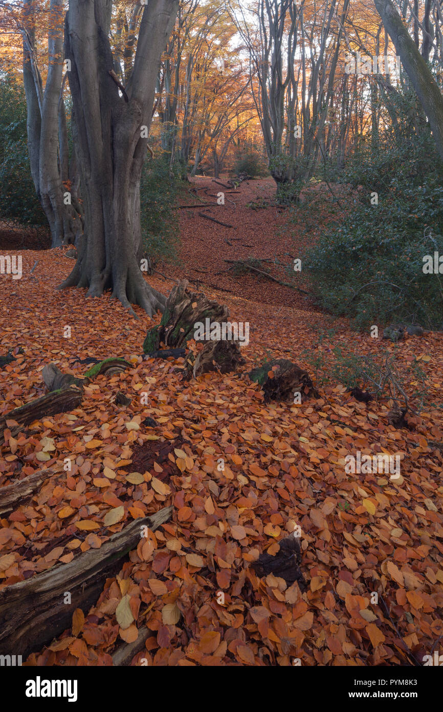 Autumn colours of the woodland in Epping forest, Essex, England. Autumn forest hues of gold yellow bronze brown orange in the trees making the scene. Stock Photo