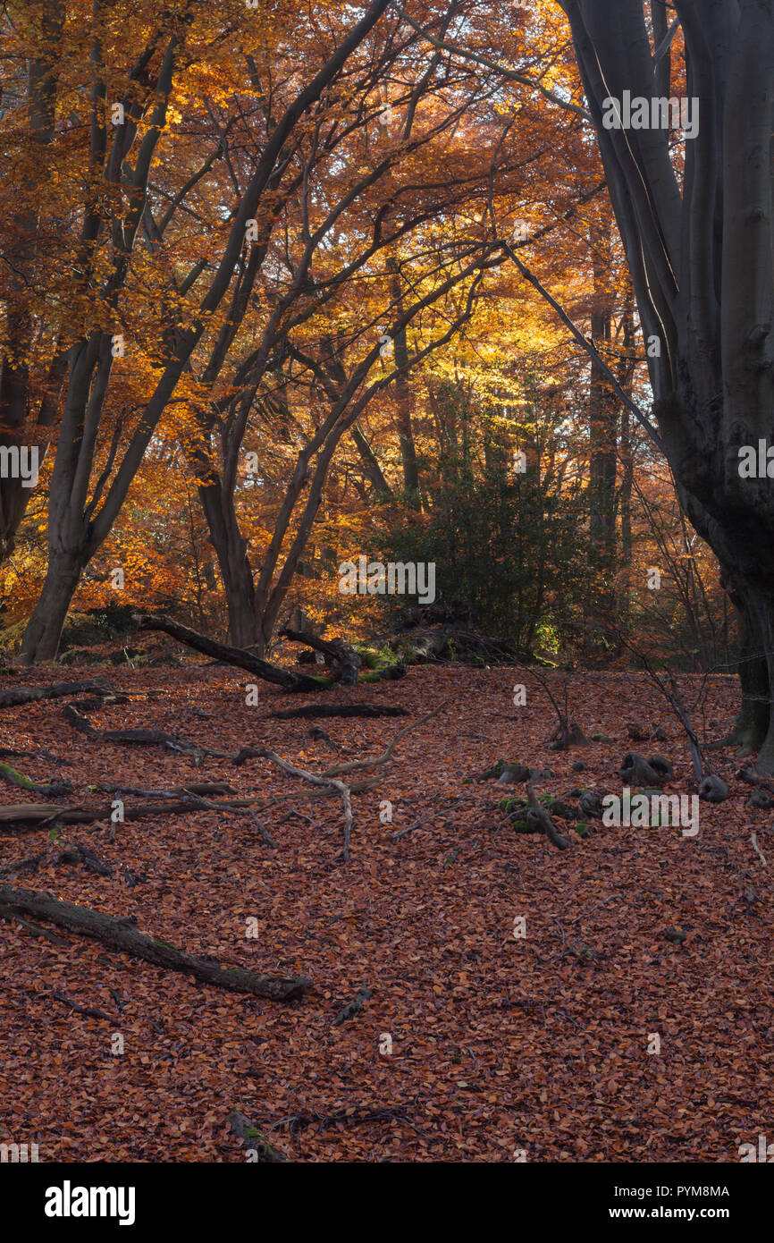 Autumn colours of the woodland in Epping forest, Essex, England. Autumn forest hues of gold yellow bronze brown orange in the trees making the scene. Stock Photo