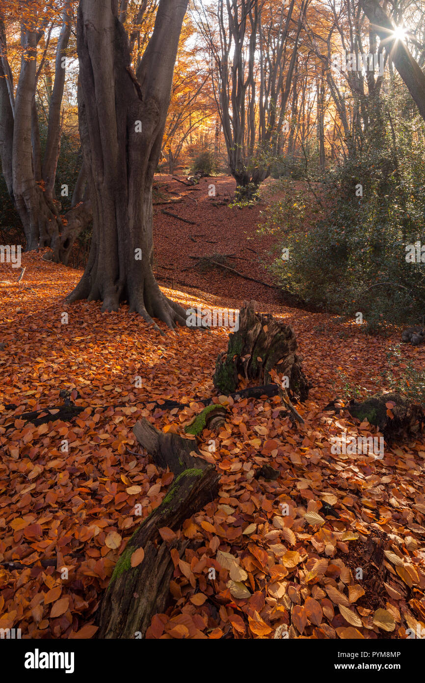 Autumn colours of the woodland in Epping forest, Essex, England. Autumn forest hues of gold yellow bronze brown orange in the trees making the scene. Stock Photo