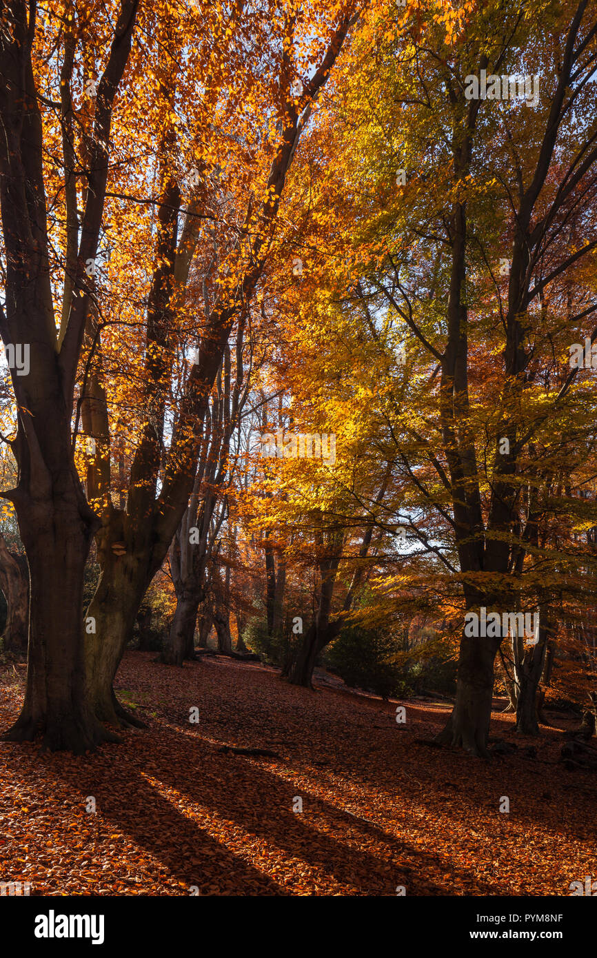 Autumn colours of the woodland in Epping forest, Essex, England. Autumn forest hues of gold yellow bronze brown orange in the trees making the scene. Stock Photo