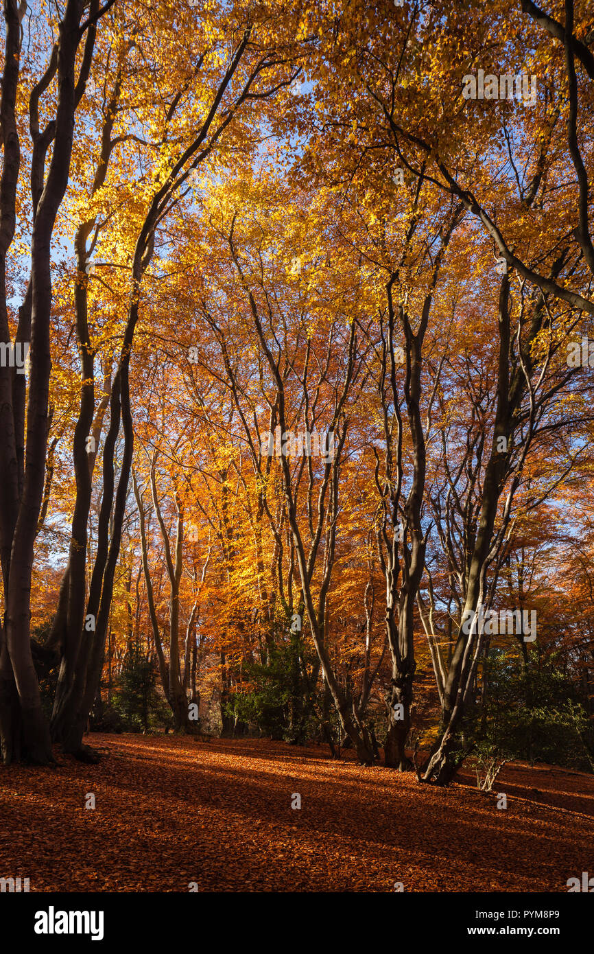 Autumn colours of the woodland in Epping forest, Essex, England. Autumn forest hues of gold yellow bronze brown orange in the trees making the scene. Stock Photo