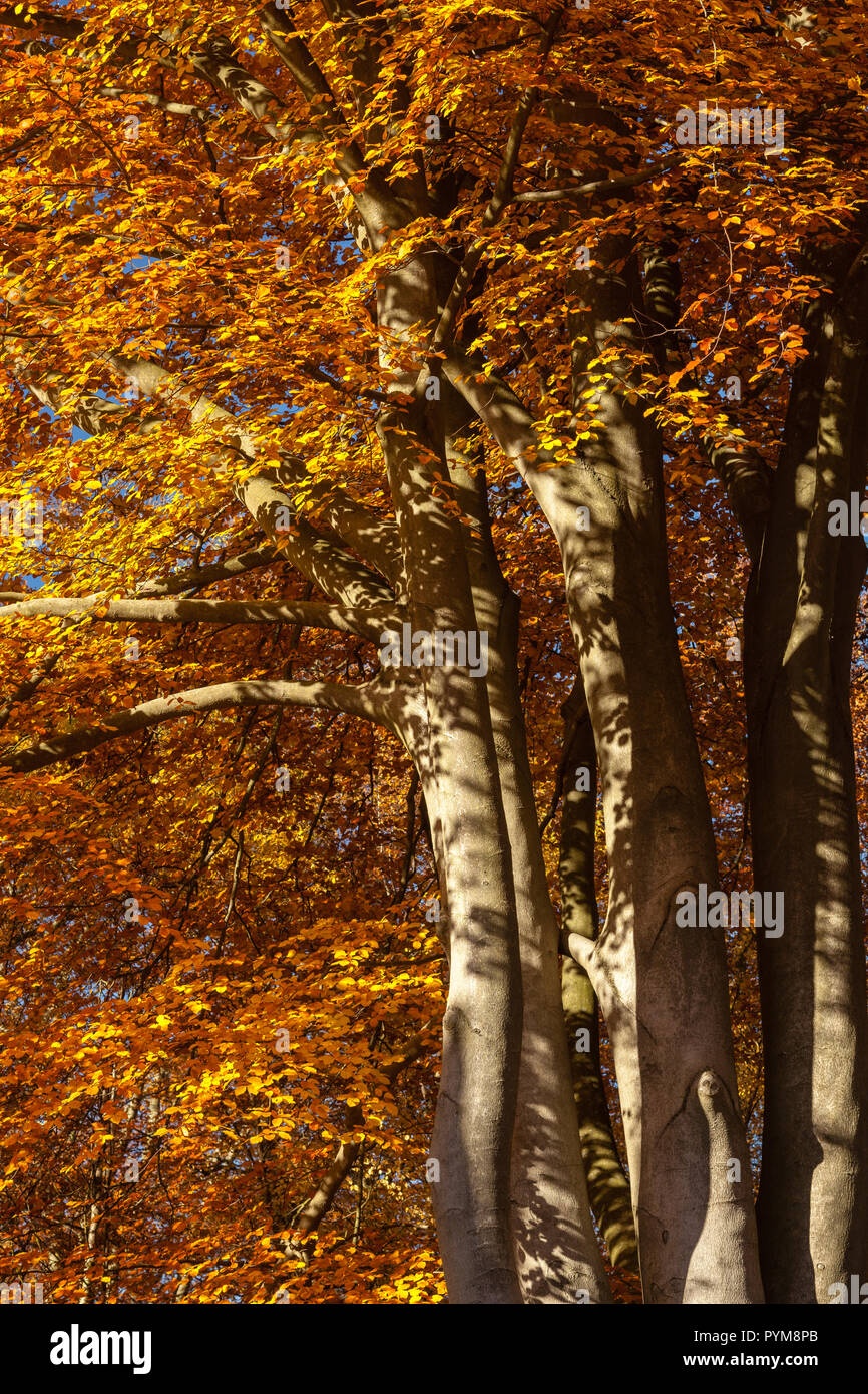 Autumn colours of the woodland in Epping forest, Essex, England. Autumn forest hues of gold yellow bronze brown orange in the trees making the scene. Stock Photo