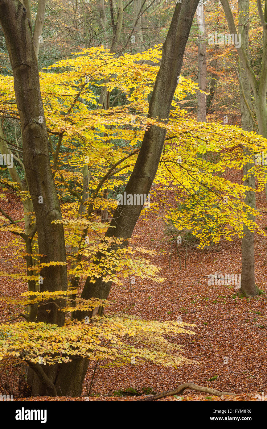 Autumn colours of the woodland in Epping forest, Essex, England. Autumn forest hues of gold yellow bronze brown orange in the trees making the scene. Stock Photo