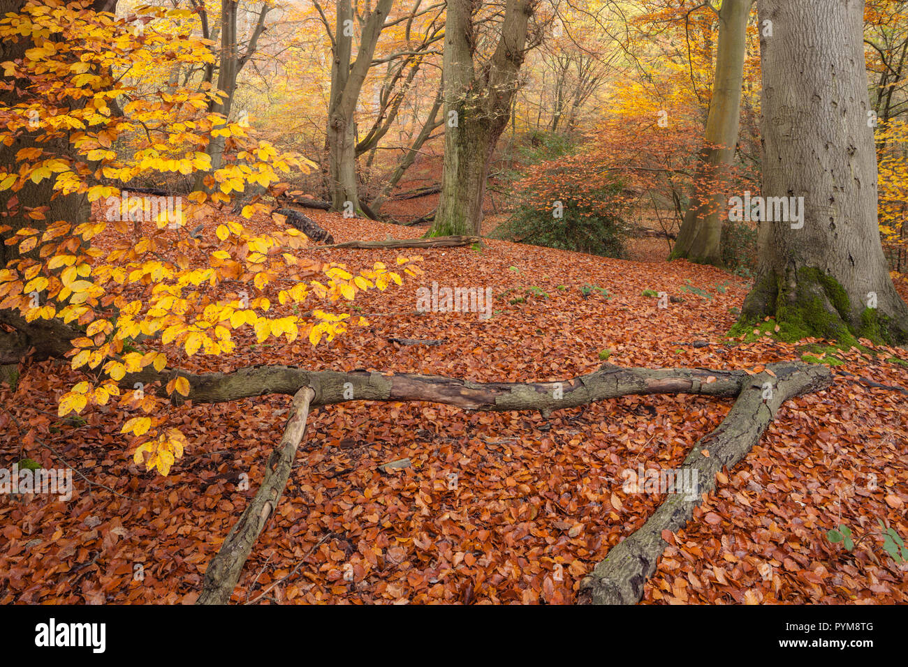 Autumn colours of the woodland in Epping forest, Essex, England. Autumn forest hues of gold yellow bronze brown orange in the trees making the scene. Stock Photo