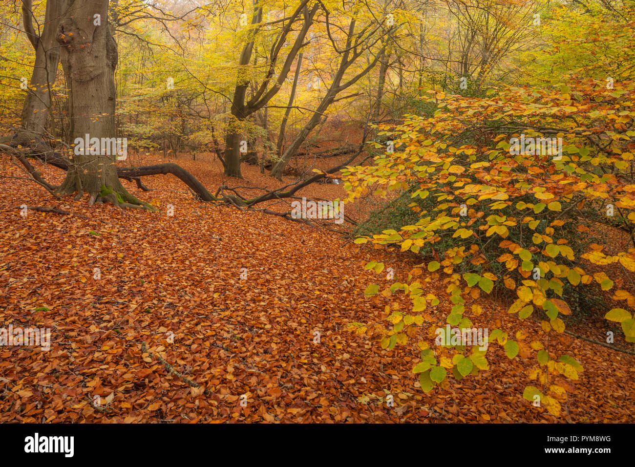 Autumn colours of the woodland in Epping forest, Essex, England. Autumn forest hues of gold yellow bronze brown orange in the trees making the scene. Stock Photo