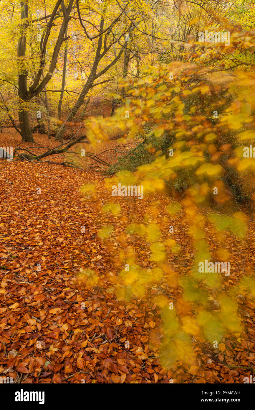 Autumn colours of the woodland in Epping forest, Essex, England. Autumn forest hues of gold yellow bronze brown orange in the trees making the scene. Stock Photo