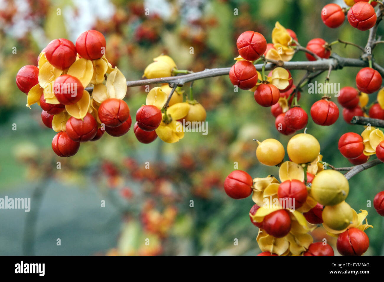 Chinese bittersweet, Celastrus rosthornianus red autumn berries Stock