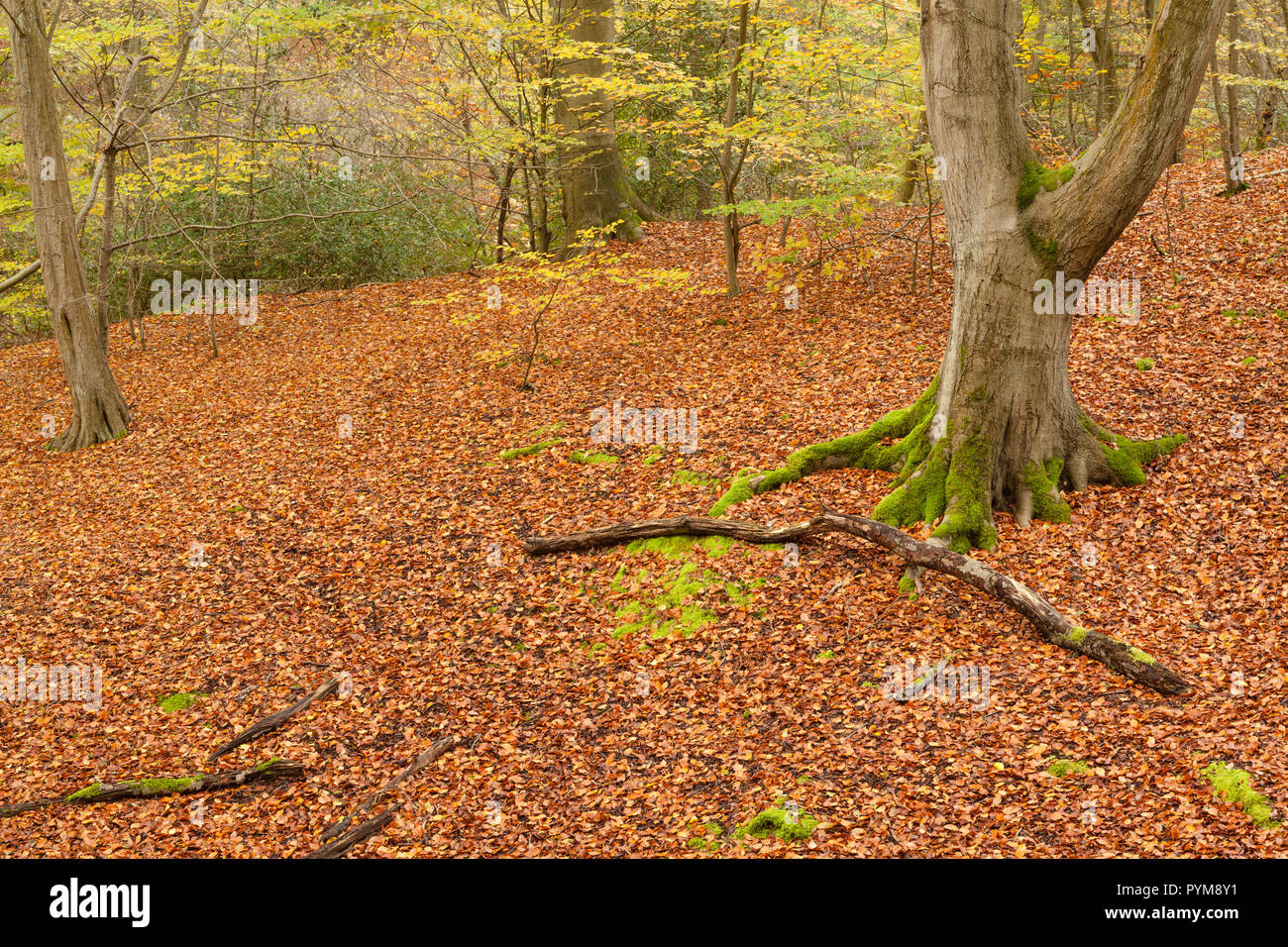 Autumn colours of the woodland in Epping forest, Essex, England. Autumn forest hues of gold yellow bronze brown orange in the trees making the scene. Stock Photo