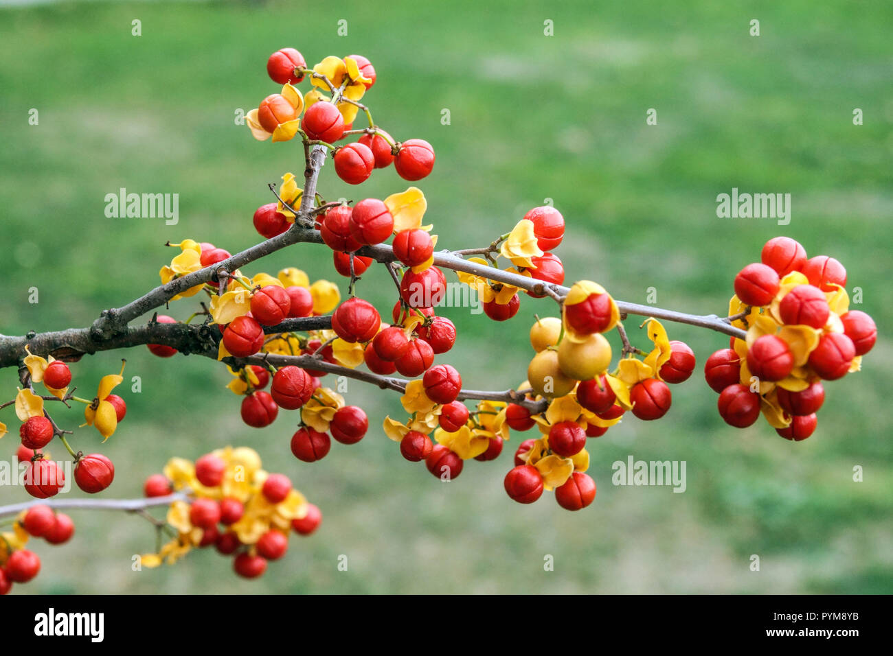 Chinese bittersweet, Celastrus rosthornianus red autumn berries Stock Photo Alamy