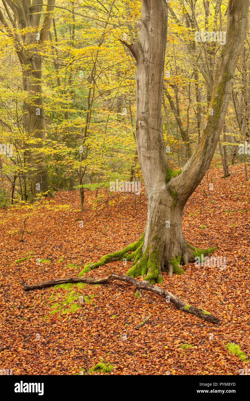 Autumn colours of the woodland in Epping forest, Essex, England. Autumn forest hues of gold yellow bronze brown orange in the trees making the scene. Stock Photo