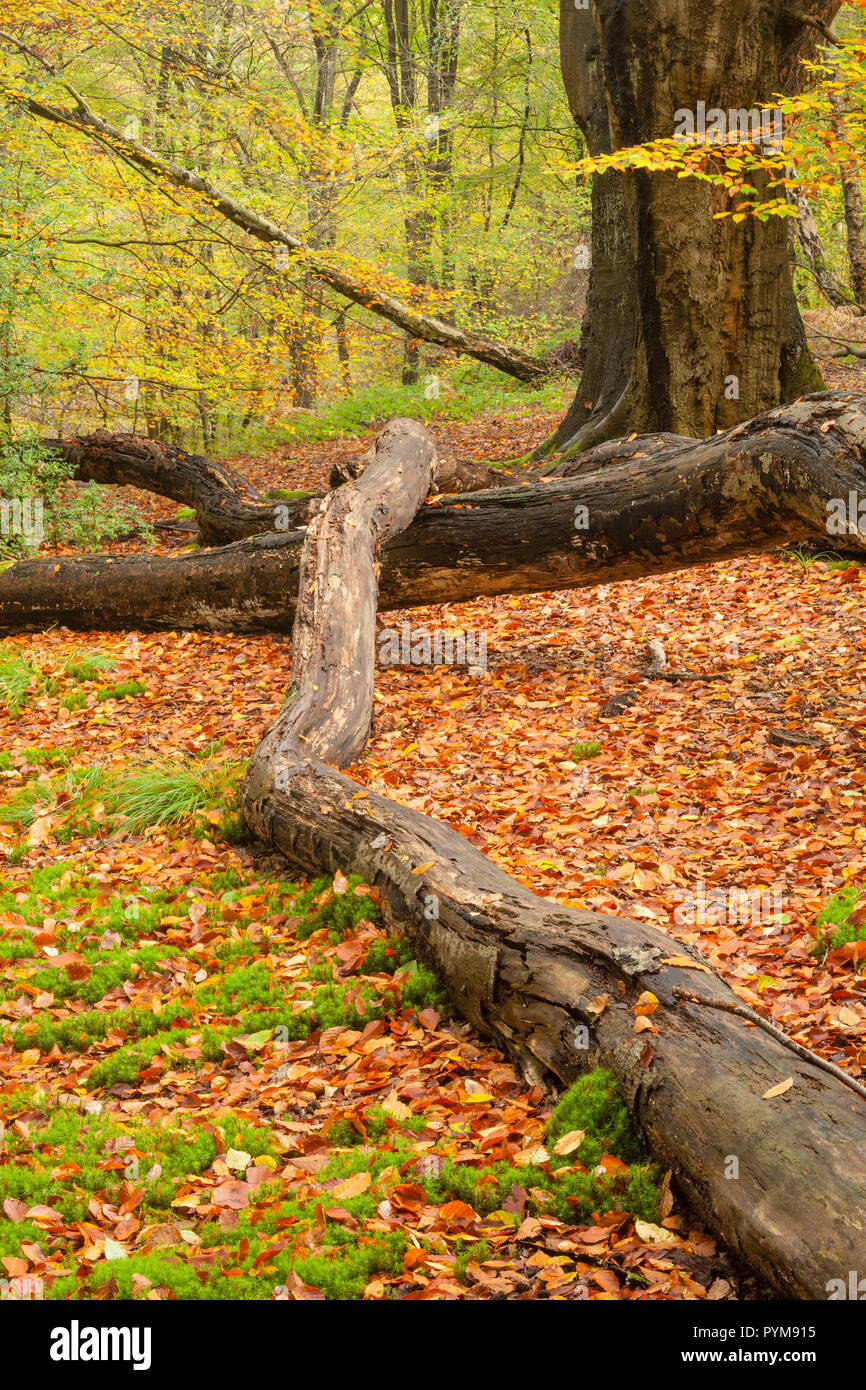 Autumn colours of the woodland in Epping forest, Essex, England. Autumn forest hues of gold yellow bronze brown orange in the trees making the scene. Stock Photo