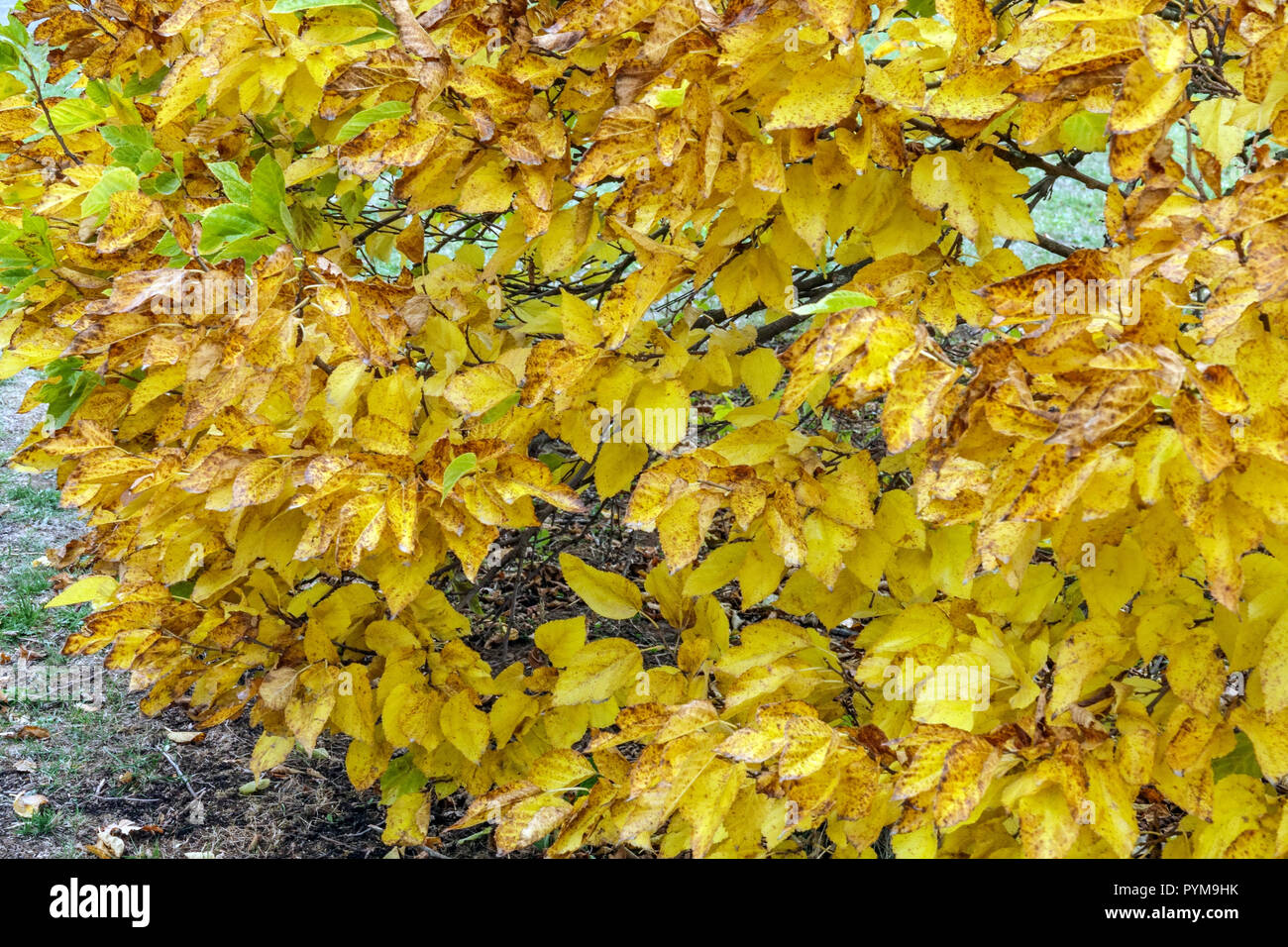 White Mulberry, Morus alba 'Nana' in autumn leaves colors Stock Photo