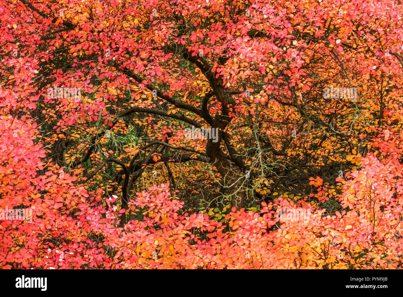 Smoketree or Smokebush, Cotinus coggygria tree in red autumn foliage Stock Photo