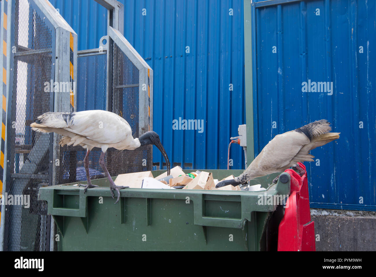 Birds feeding from a bin in an urban area hires stock photography and