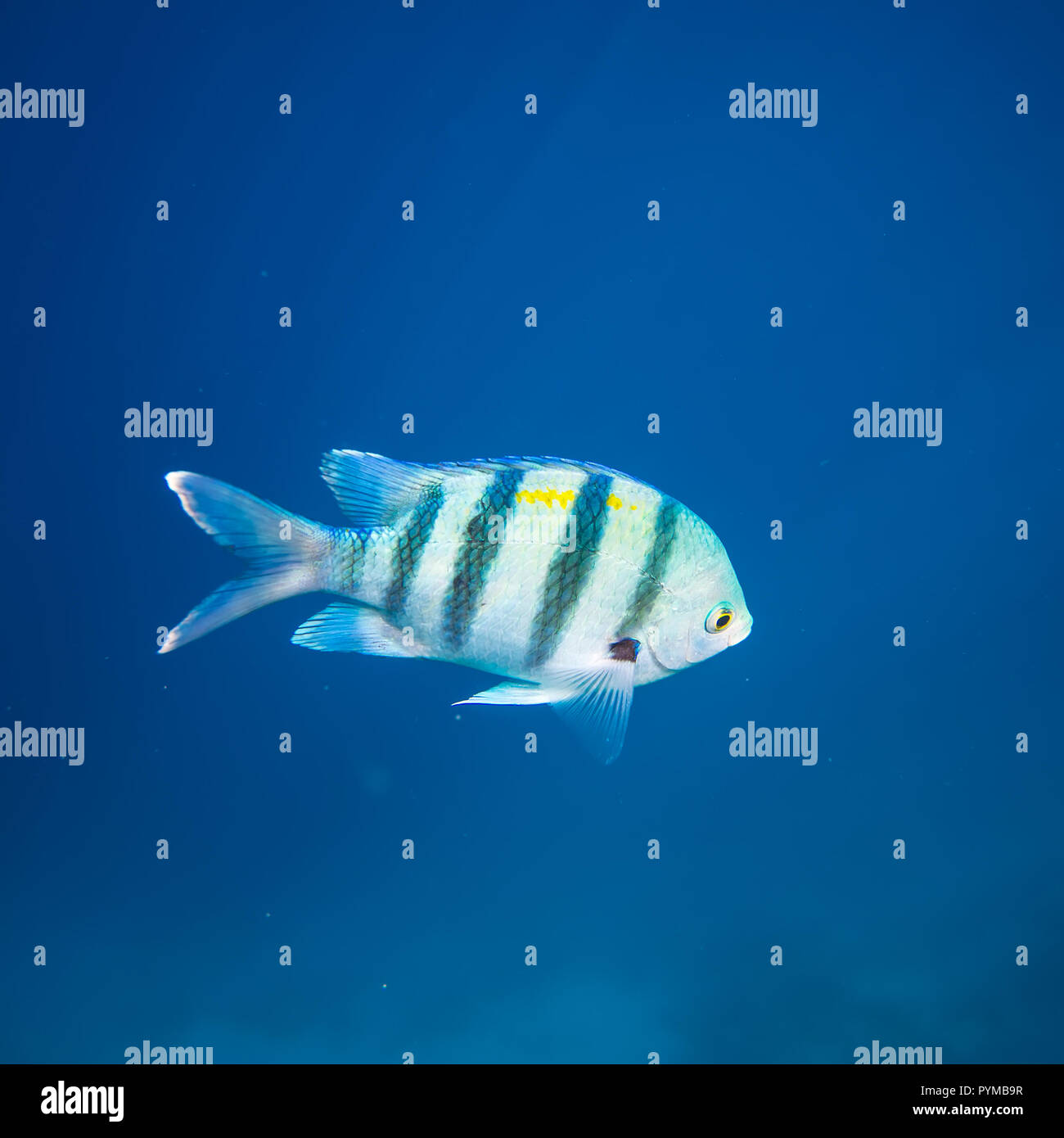 blue striped fish Stock Photo