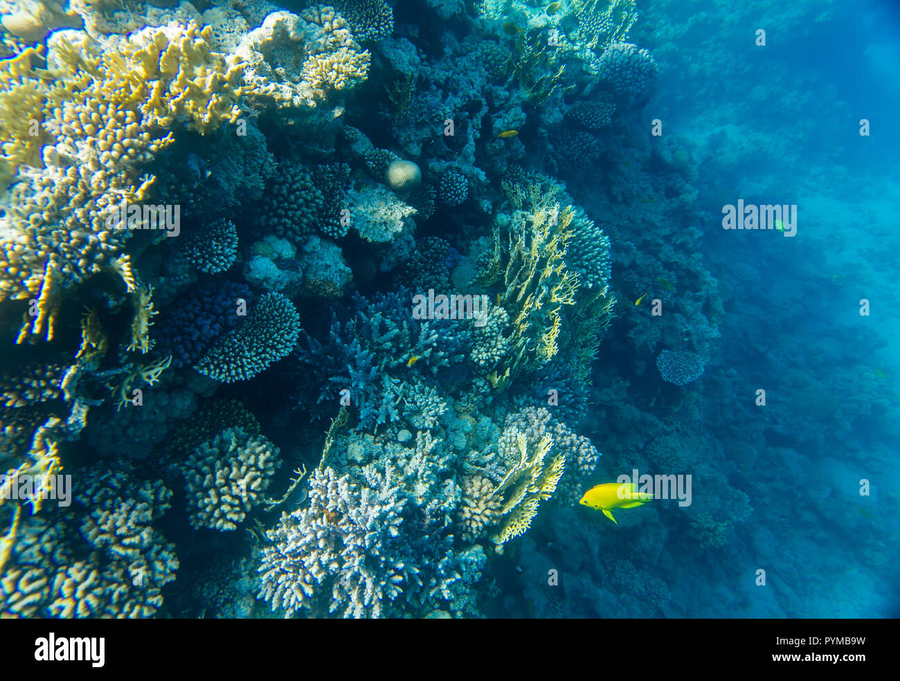 coral reef under water Stock Photo