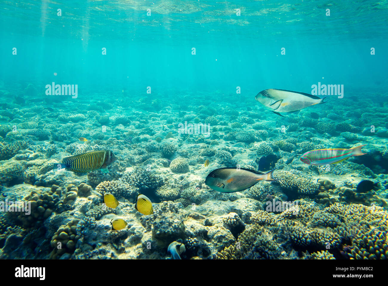 coral reef under water Stock Photo