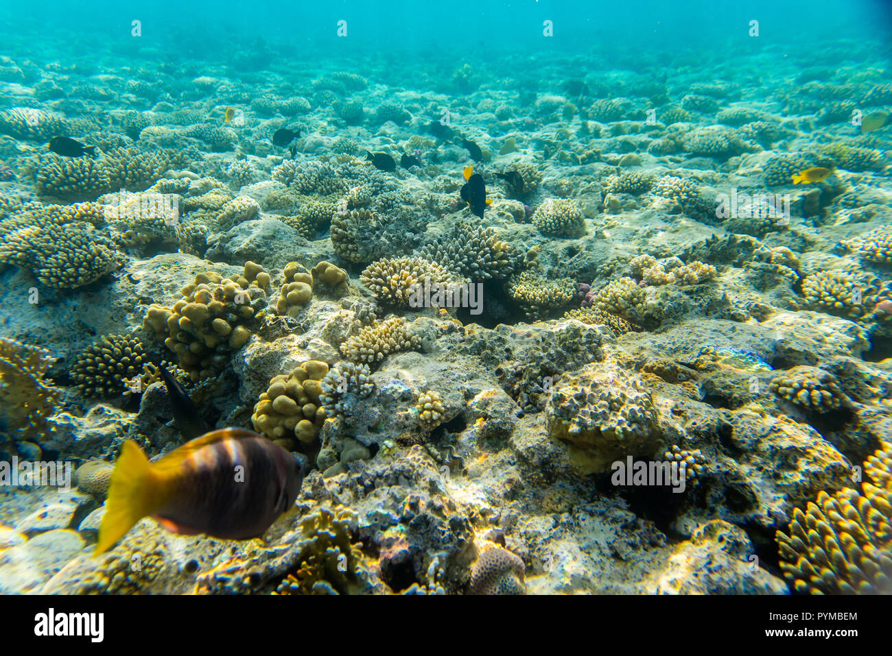 coral reef under water Stock Photo - Alamy