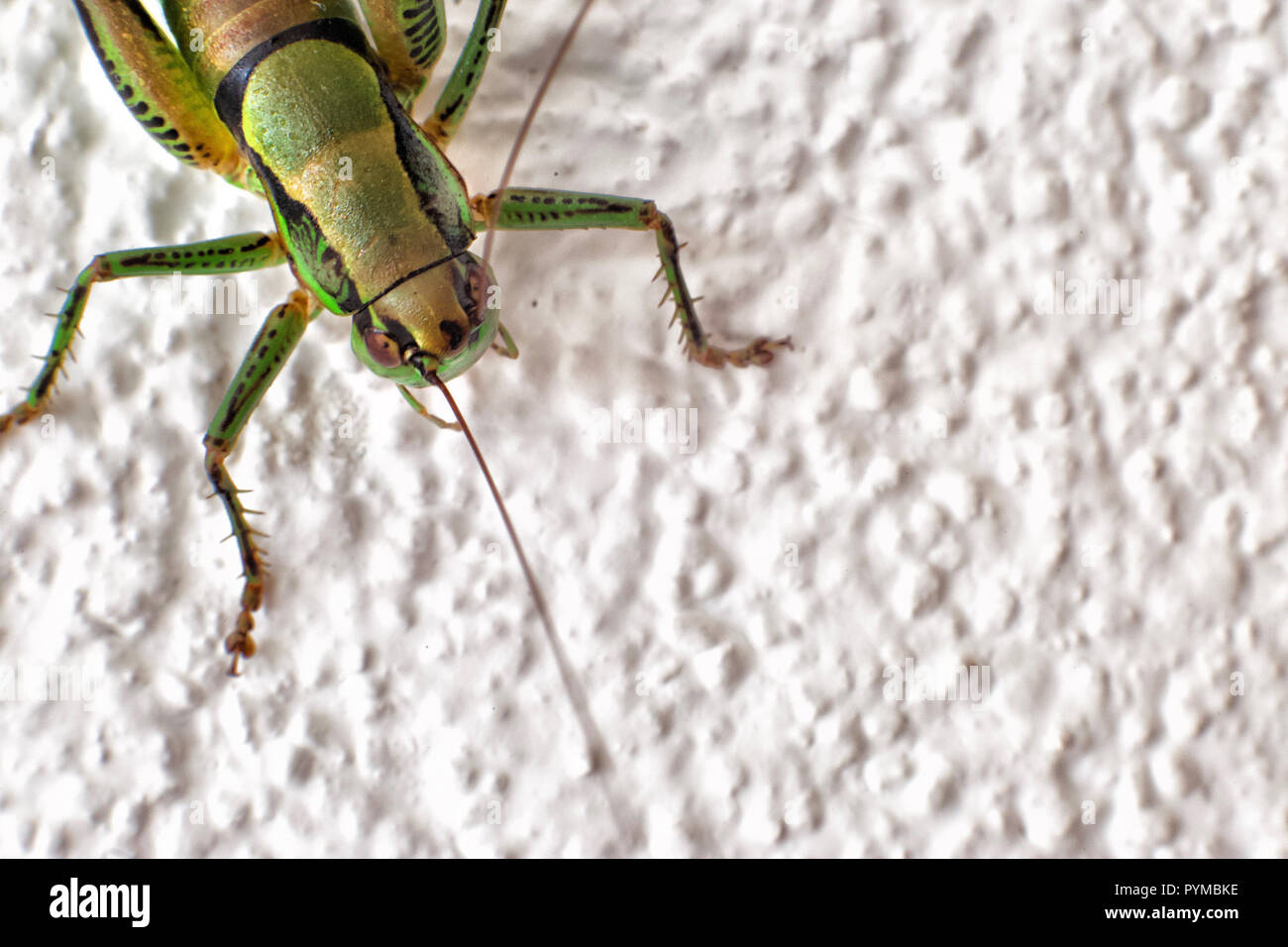 Close up of grasshopper sitting on rock. Stock Photo