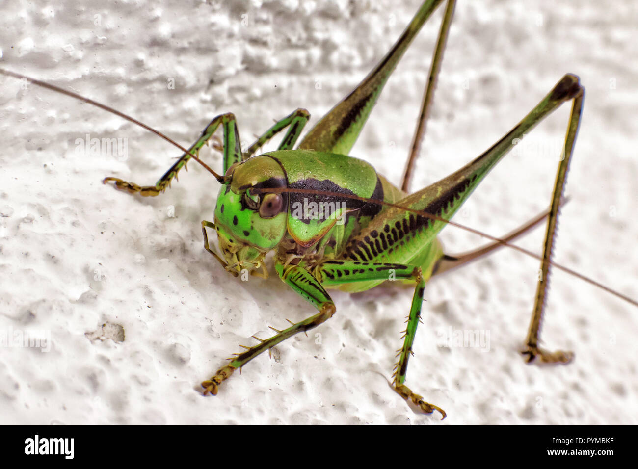 Close up of grasshopper sitting on rock. Stock Photo