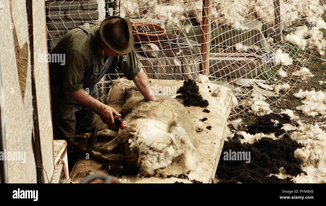 peasant shears sheep by hand Stock Photo Alamy