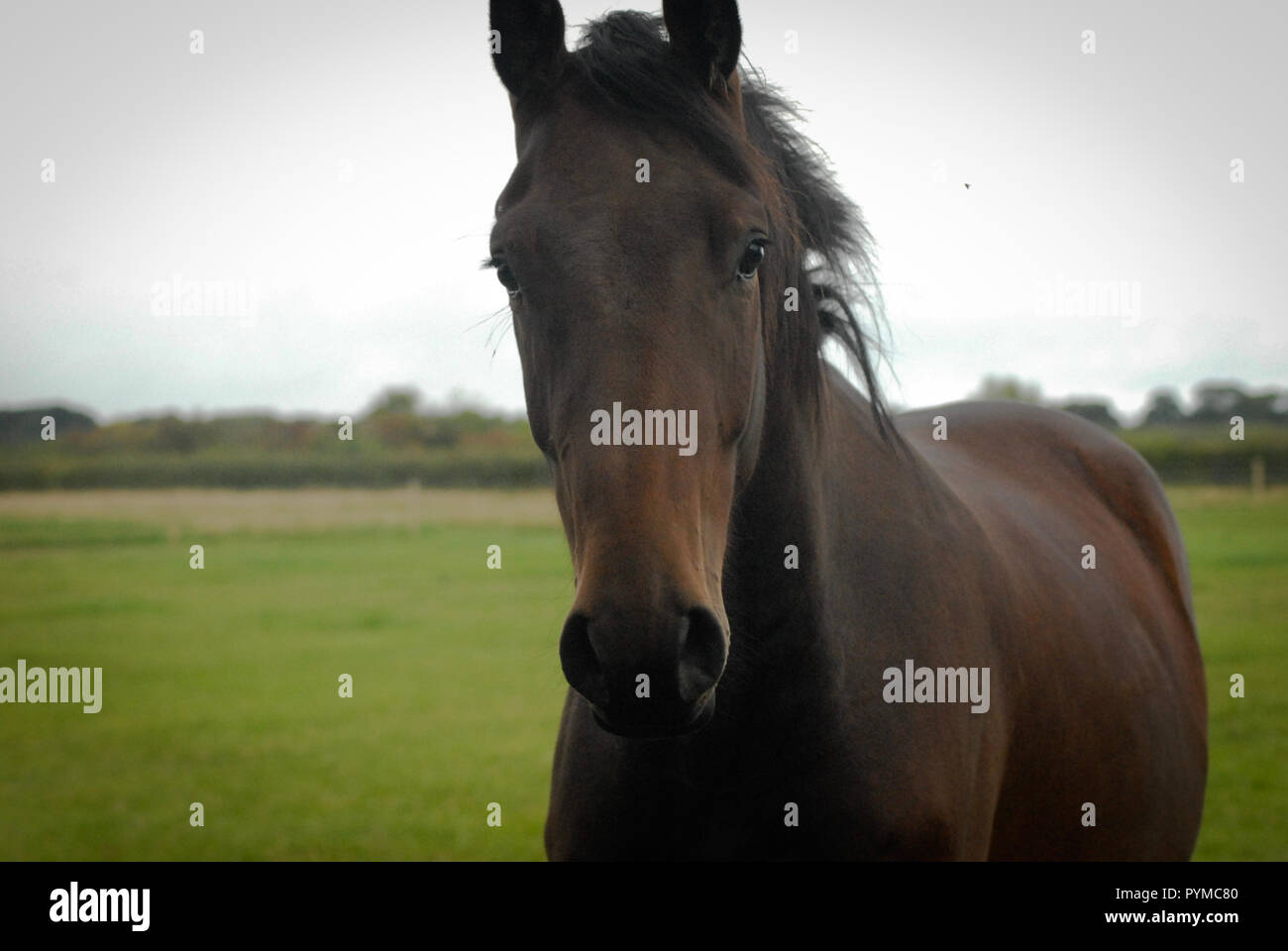Brown horse in a green field b&w Stock Photo - Alamy