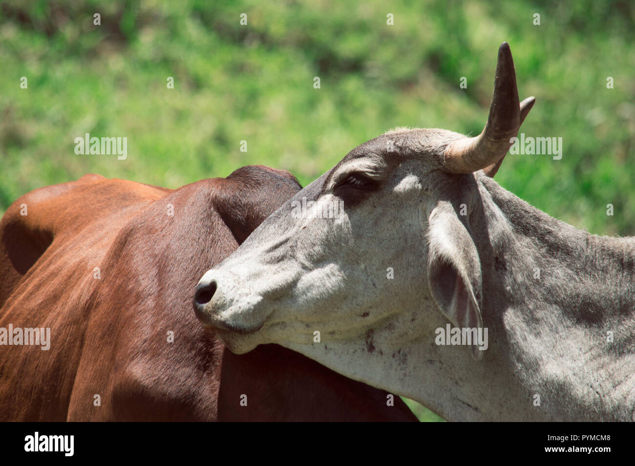 Cows on a green field Stock Photo - Alamy