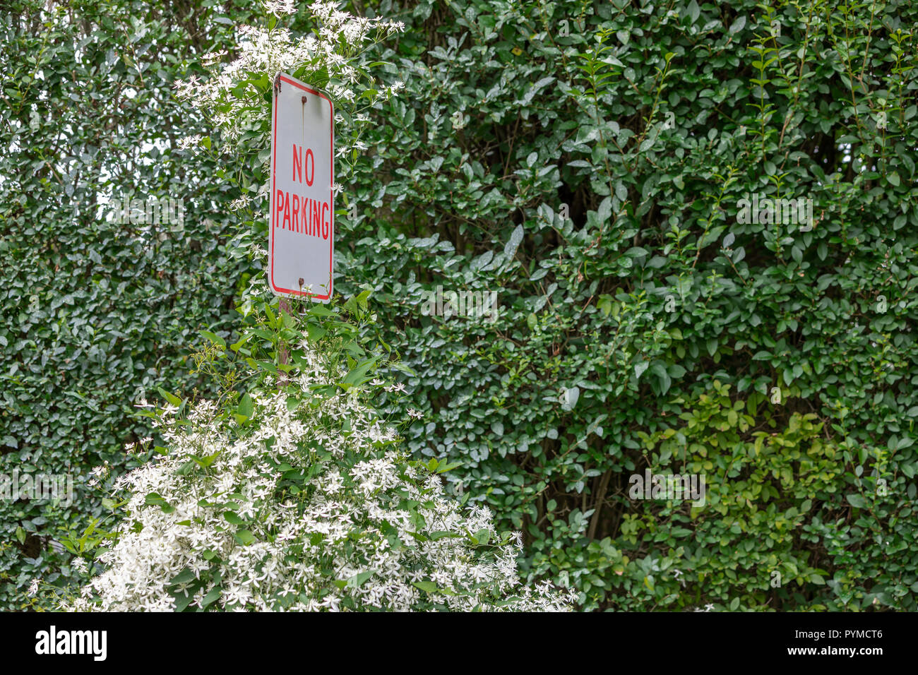 No Parking sign that is completely overgrown except for the actual sign Stock Photo