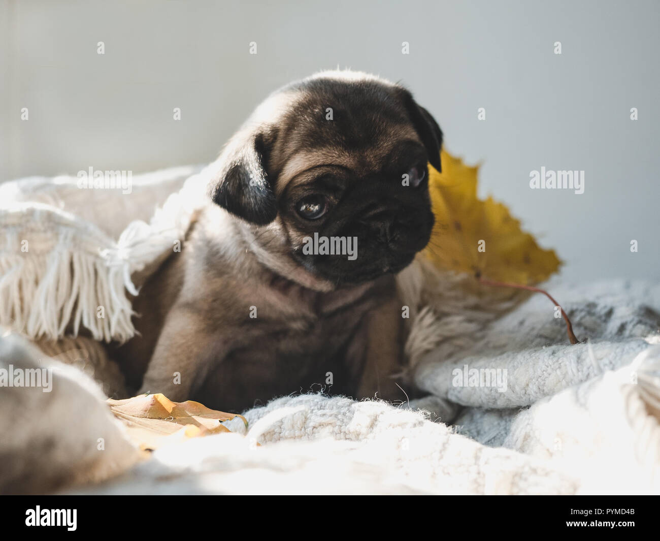 Cute, sweet puppy lying on a blanket Stock Photo - Alamy