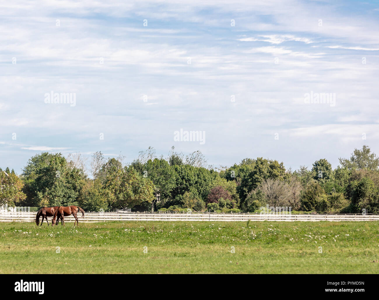 two horses in a large green field with a white fence in the background Stock Photo