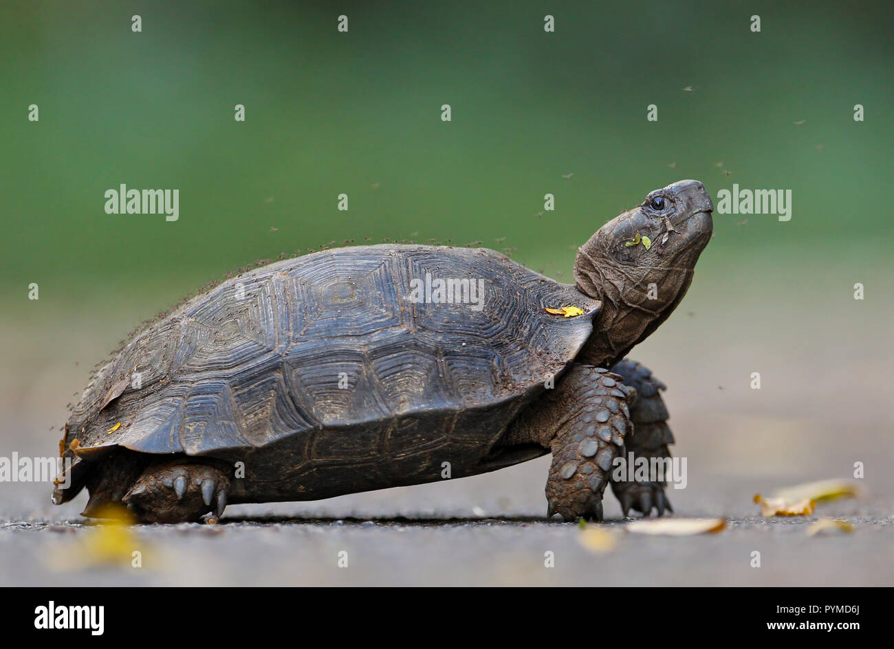 Asian Forest Tortoise (Manouria emys) covered with countless mosquitos, Kaeng Krachan National Park, Thailand Stock Photo