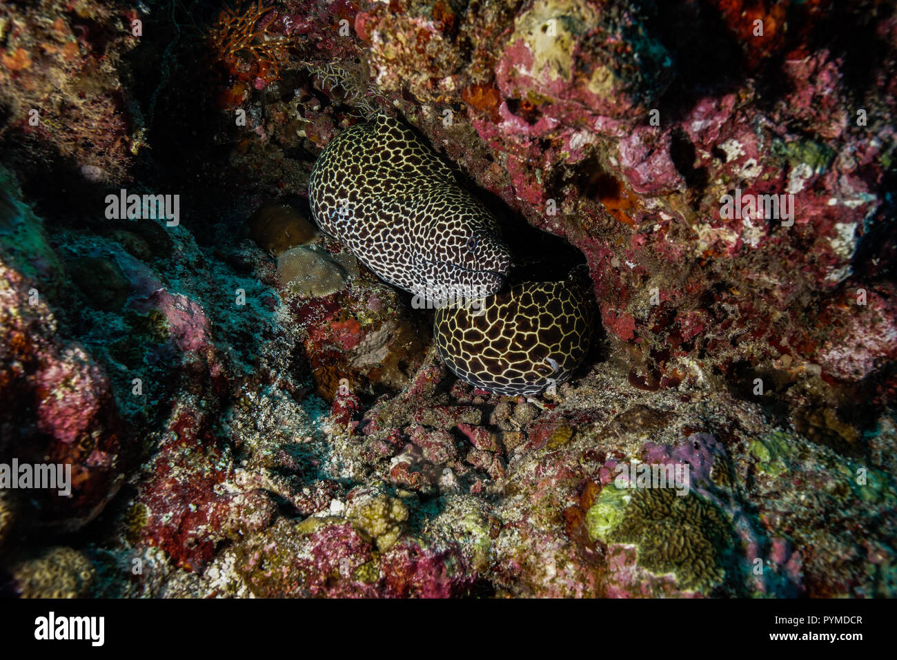 Honeycomb Spotted Moray Eel Maldives Stock Photo Alamy Honeycomb Spotted Moray Eel Maldives Stock Photo Alamy