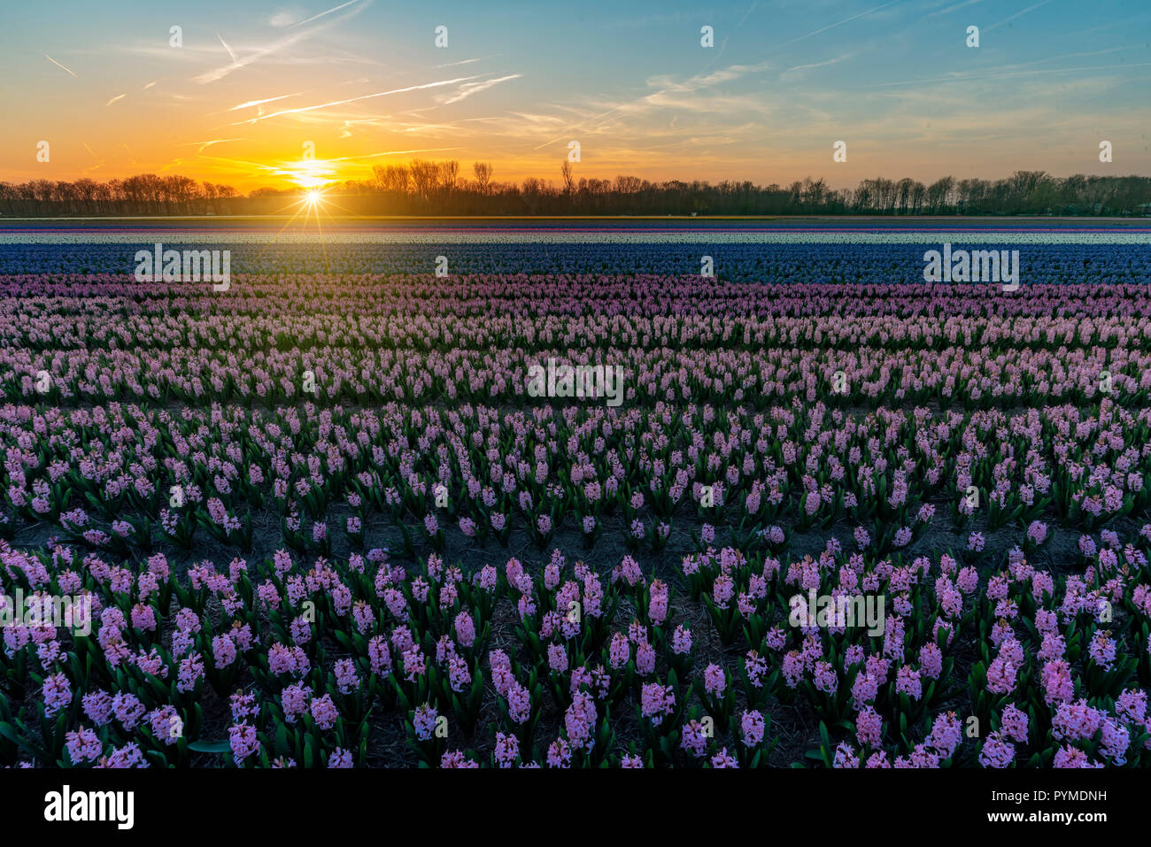 Sunset at the hyacinths flower field at Lisse, Netherlands Stock Photo ...