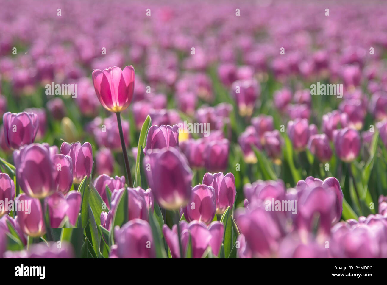 Tall tulip shining under the spring sun isolated by the purple color tulips Stock Photo