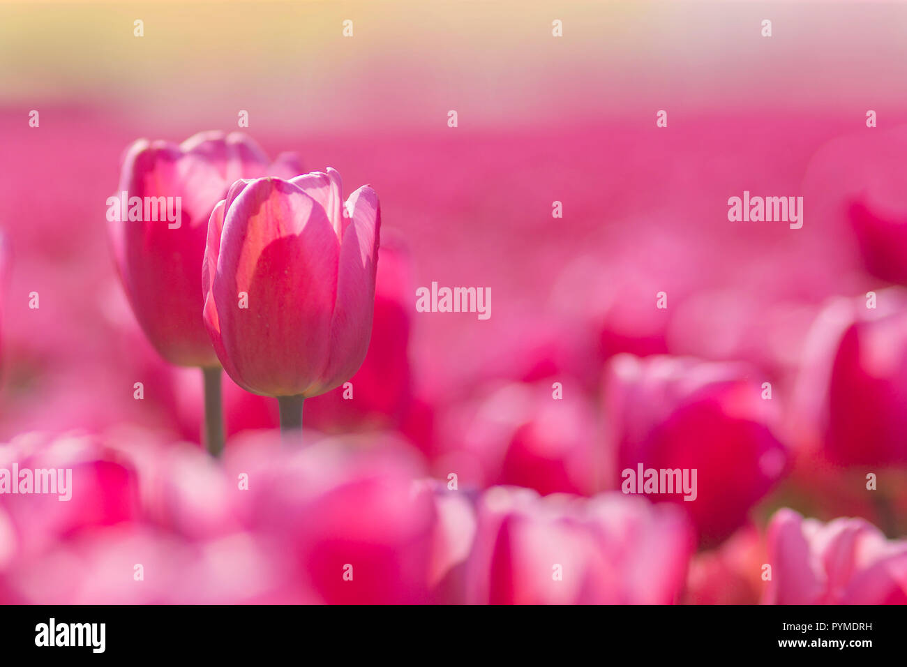 Red and tall tulip shining under the spring sun isolated by the other short red color tulips Stock Photo