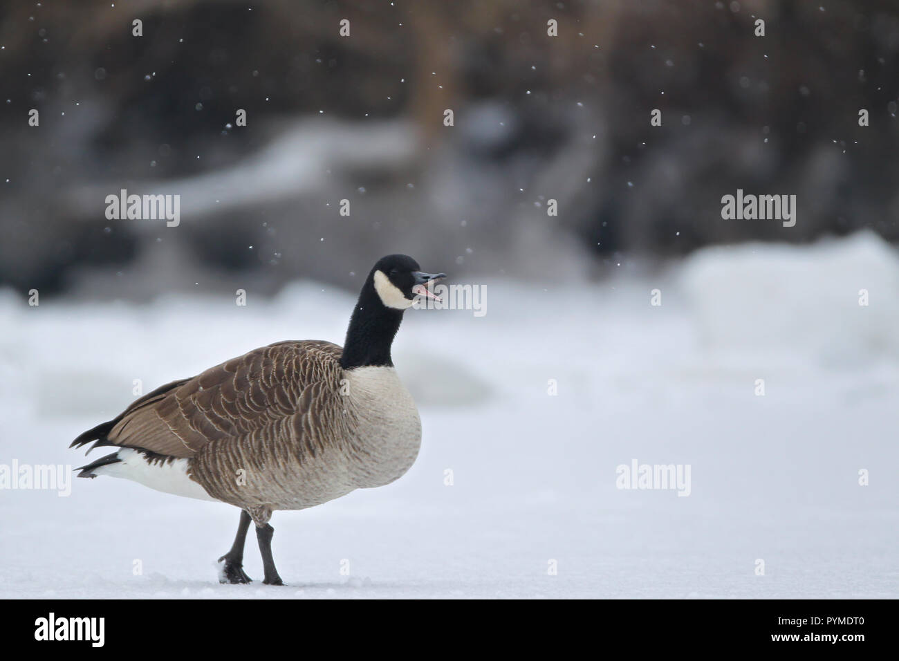 Canada goose discount calling videos