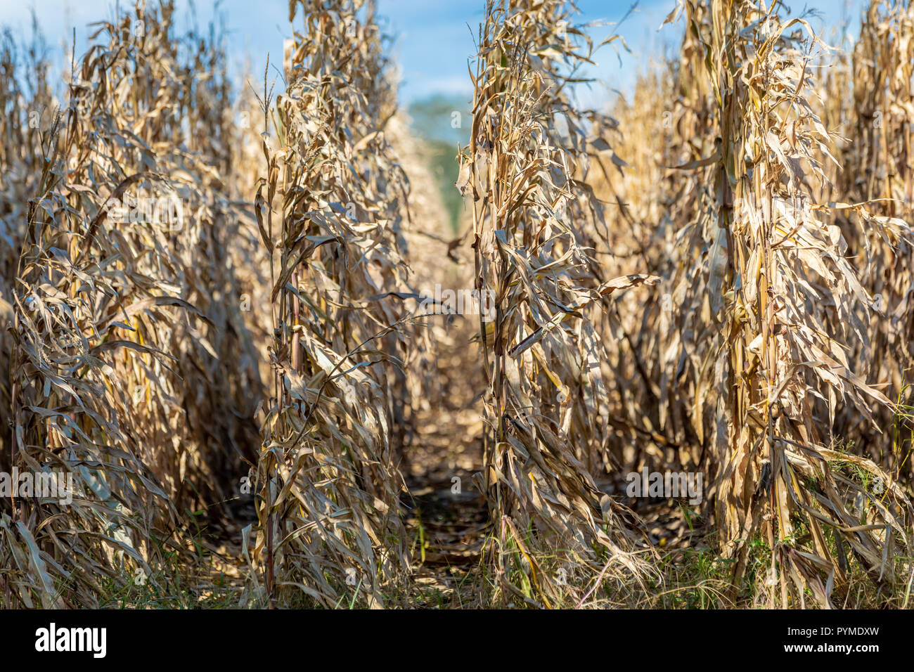 autumn corn stalks in a field Stock Photo