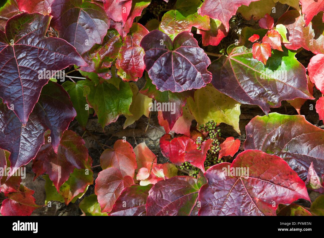 IVY AMPILOPSIS VICHY IN AUTUMNAL COLOURS Stock Photo