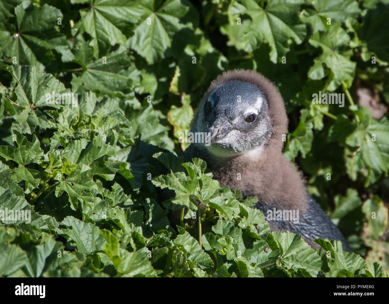 African Jackass penguin chick sitting between plants looking at the camera close up. Stock Photo