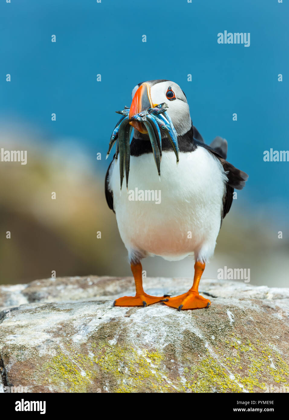 Puffin, atlantic puffin, Scientific name: Fratercula arctica with a beak full of sand eels.  Perched on a lichen covered rock on the Farne Islands Stock Photo