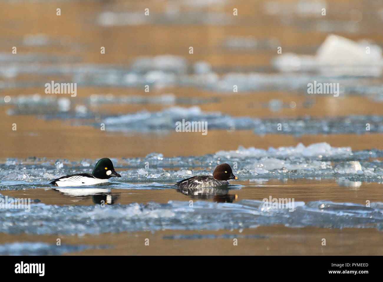 Common Goldeneye (Bucephala clangula) pair swimming in river with ice floes, Baden-Wuerttemberg, Germany Stock Photo