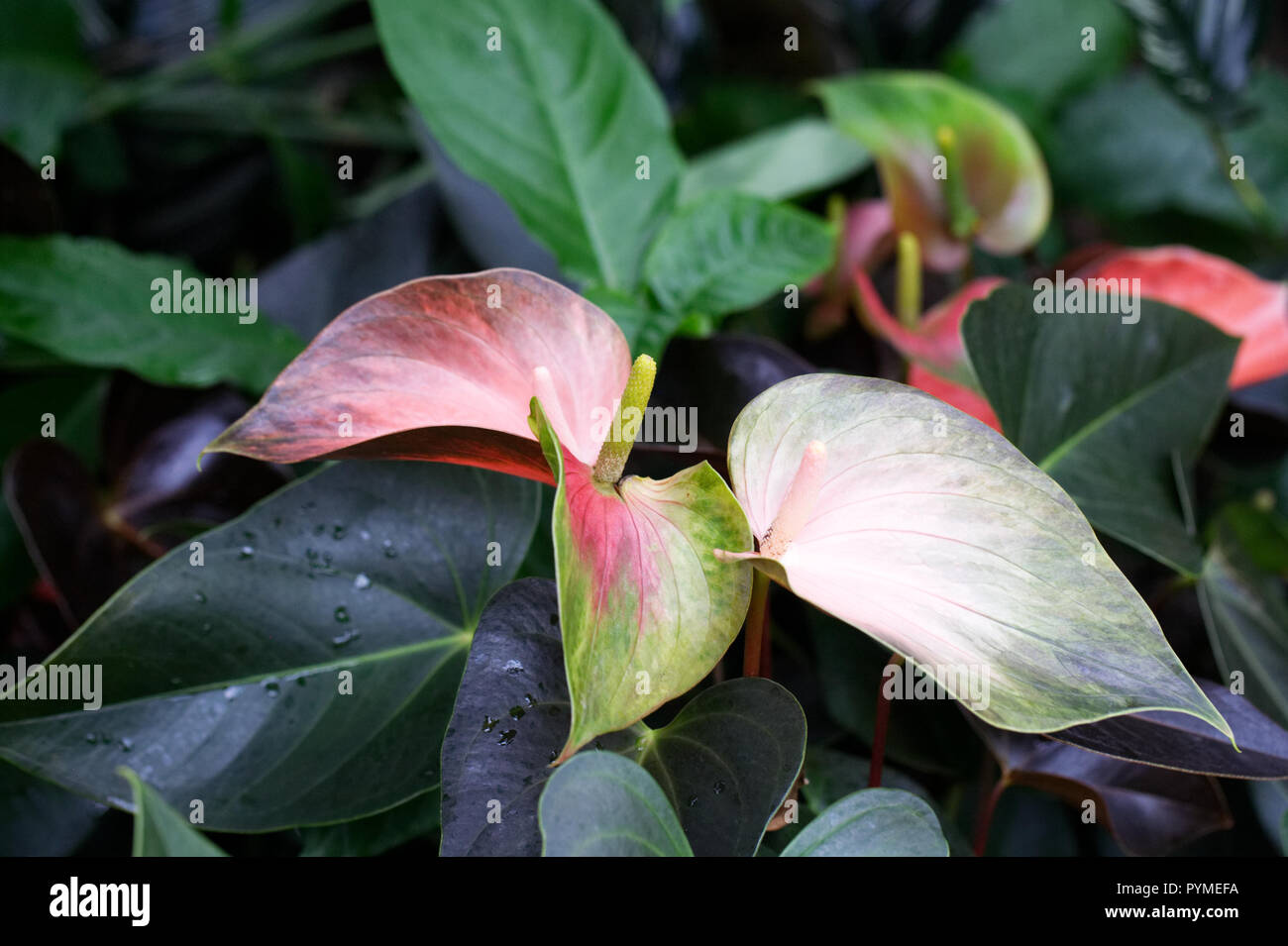 Anthurium andraeanum Rainbow Champion 'Anthcraxiq' spathes Stock Photo -  Alamy