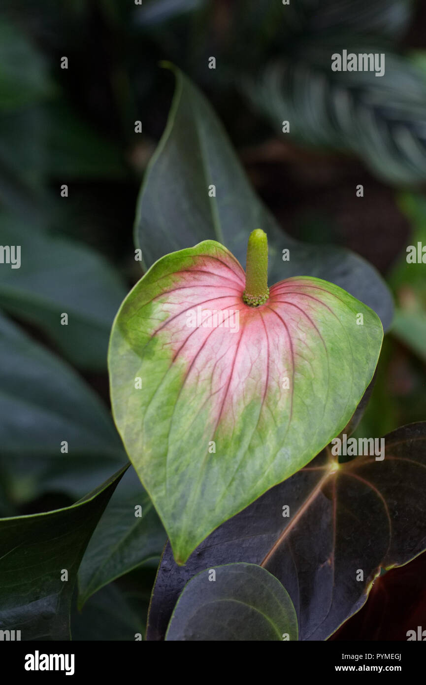 Anthurium andraeanum Rainbow Champion 'Anthcraxiq' spathe. Stock Photo