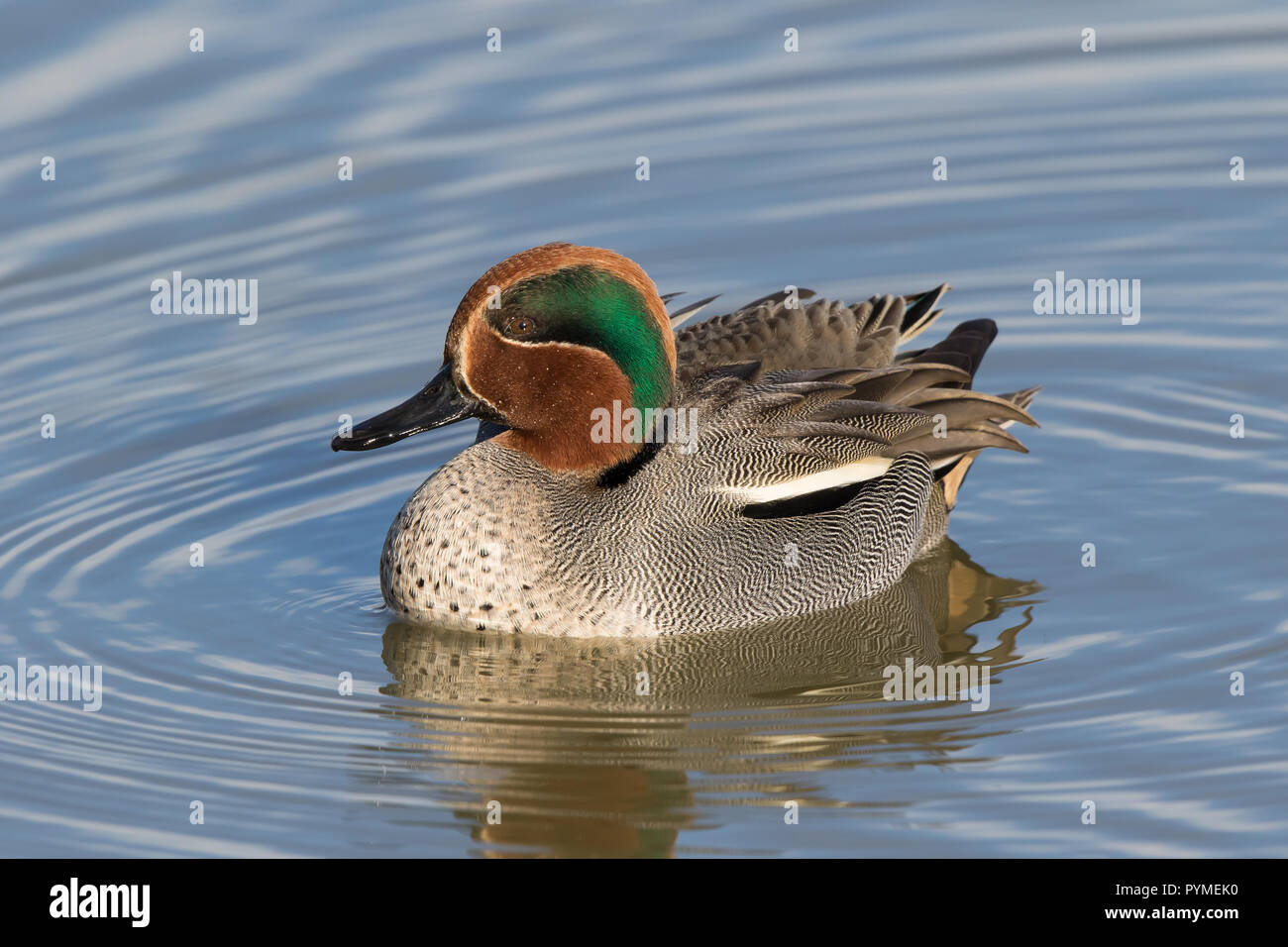 Detailed, close-up, side view of male common teal duck (Anas crecca) isolated in winter sunshine, swimming in freshwater lake, its natural UK habitat. Stock Photo