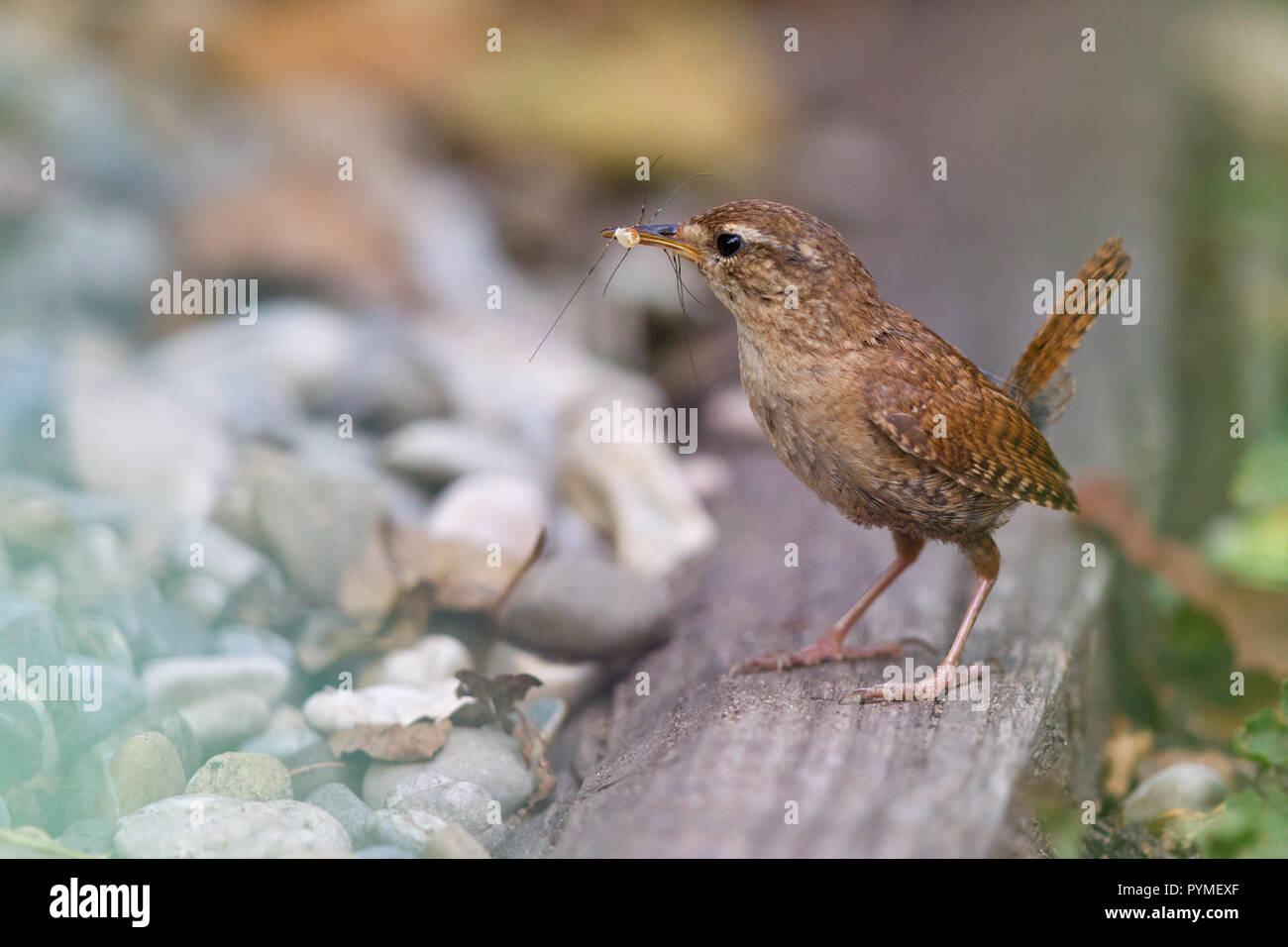 Eurasian wren (Troglodytes troglodytes) adult with cross spider in bill sitting in garden patch Stock Photo