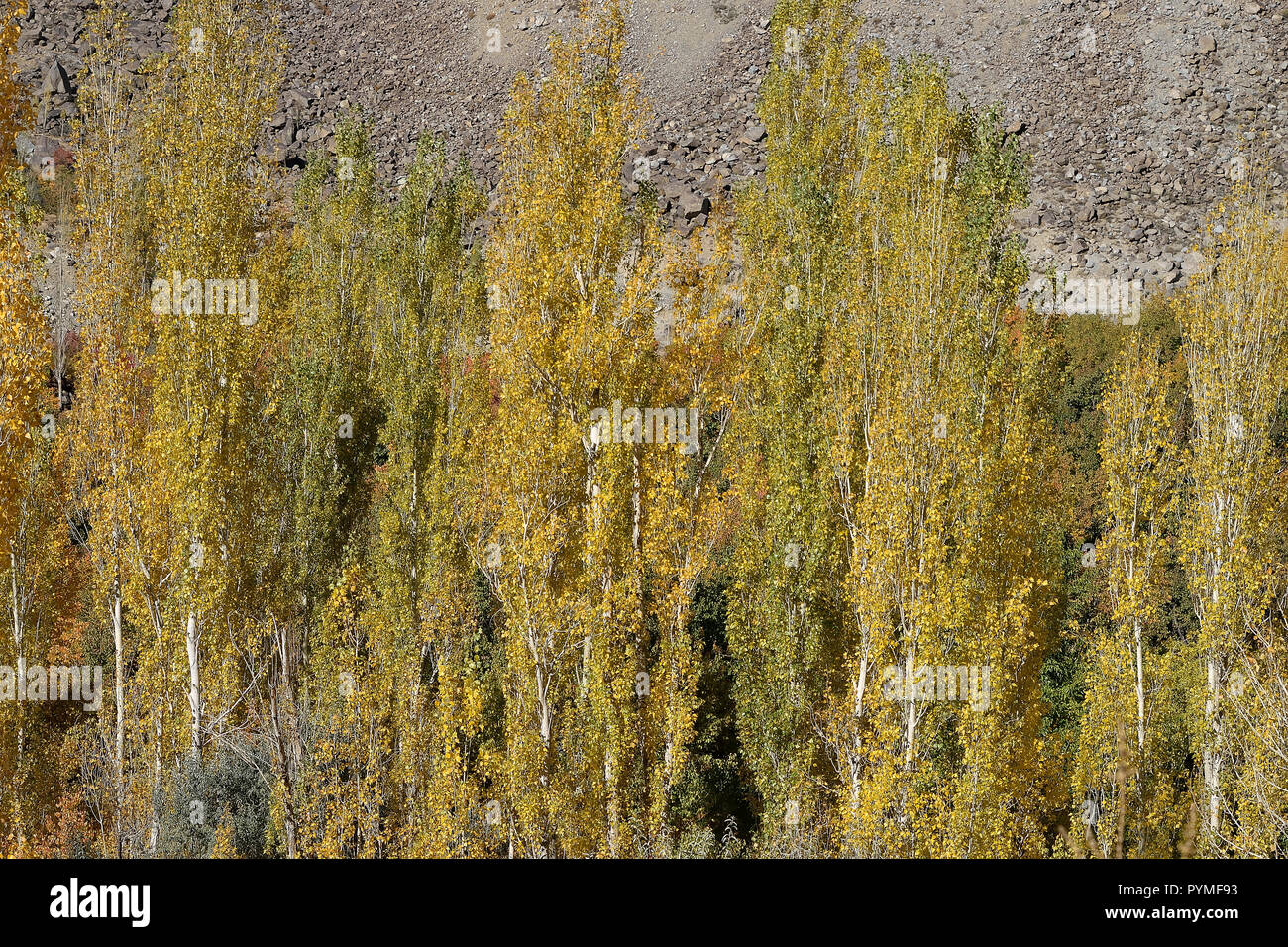 Apple Tree At Ladakh Stock Photos & Apple Tree At Ladakh Stock Images