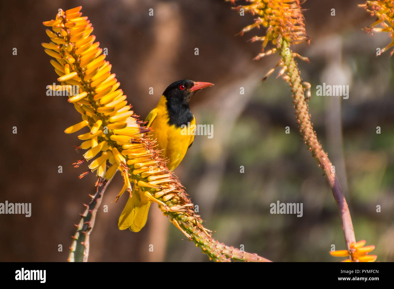 Black-Headed Oriole is a bright yellow bird with black head and red beak and eyes sitting on a yellow Aloe plant flower, looking at the camera close u Stock Photo