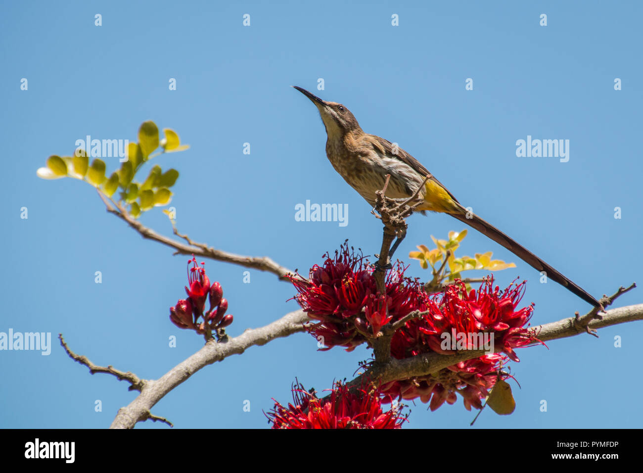 Cape Sugar bird perched in a Weeping Boer-bean tree (Schotia brachypetala) with red flowers and a blue sky background. Stock Photo