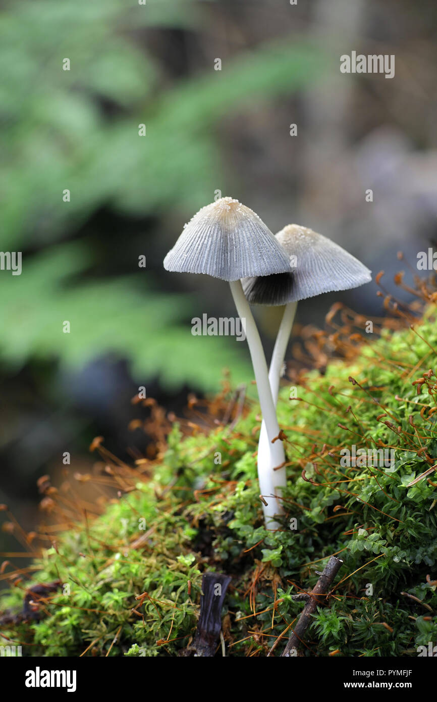 Coprinellus xanthothrix, an inkcap mushroom Stock Photo