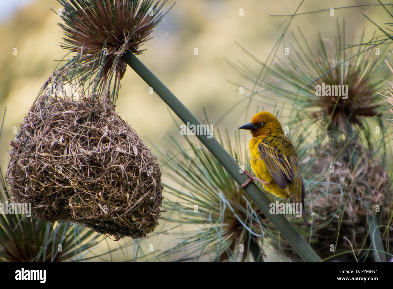 Male Cape Weaver sitting in Cyperus papyrus (paper reed) next to it's nest, yellow bird with black beak with its weaved nest. Stock Photo